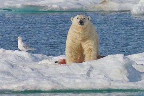 Küresel ısınma nedeniyle buzullar eridikçe kutup ayıları da yiyecek kaynaklarına ulaşmakta zorluk çekiyor. Bu nedenle kutup ayılarının birbirlerini yemeye başladıkları biliniyordu. Bu fotoğraflar da bunu kanıtlar nitelikte.