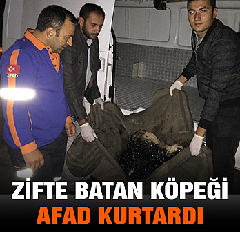 Zift birikintisine batan köpeği AFAD ekipleri kurtardı