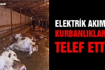 Çankırı'da elektrik akımı büyükbaş kurbanlıkları telef etti! 