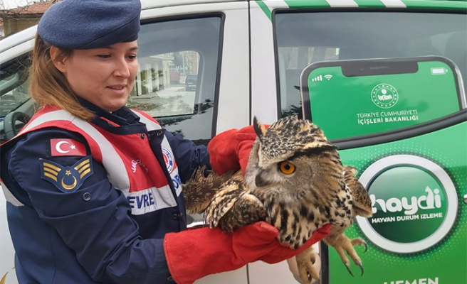 Çankırı’da yaralı halde bulunan puhu kuşu tedavi altına alındı
