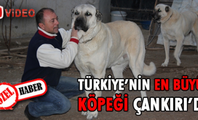 Türkiye’nin En Büyük Köpeği Çankırı’da
